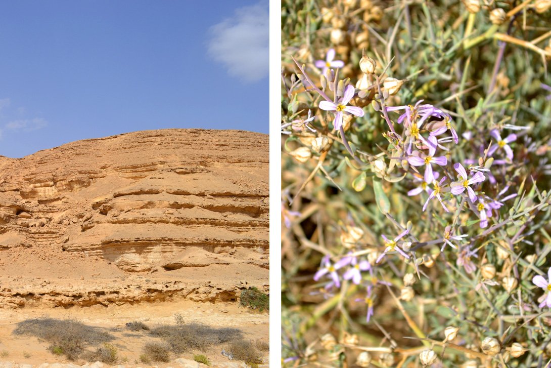 wadi degla